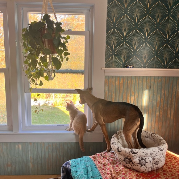 ๐ท Meet your Posher, Rachel ๐ฟ๐พ โ๏ธ โ๏ธ โ๏ธ - Picture 17 of 17